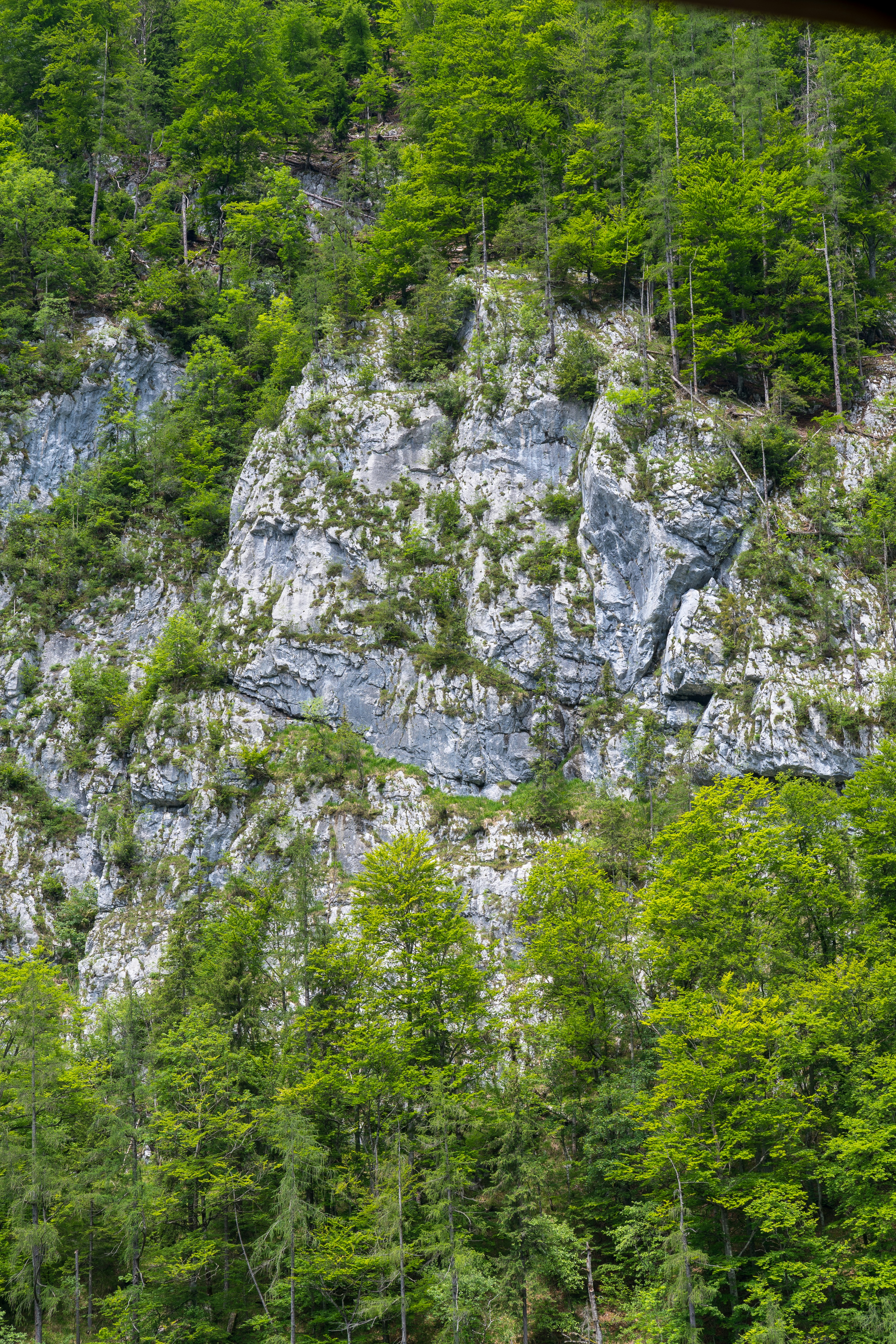 Mountain full of green trees